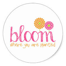 bloomwhereyouareplanted